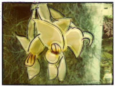 Orchidea_Polaroid_500