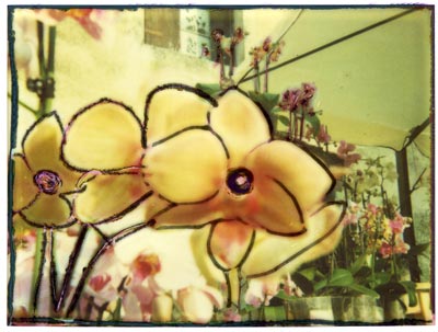 Orchidea_Polaroid_500