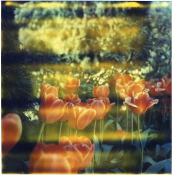 Tulipani_Alice_Polaroid_SX-70