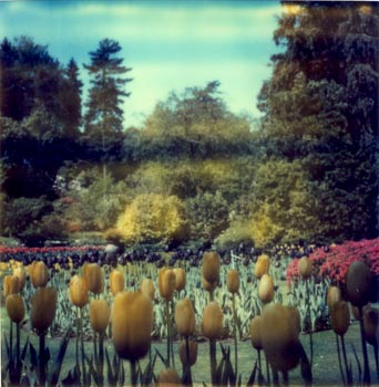 Tulipani_Alice_Polaroid_SX-70